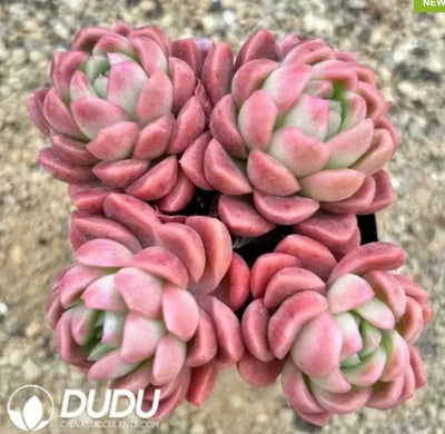 Tropical Temptress (Echeveria Summer Mary)