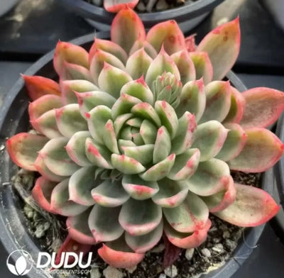 Wild & Wicked (Kalanchoe fedtschenkoi f. variegata)